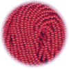 13/o Czech SEED BEADS - Light Red