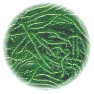 13/o Czech SEED BEADS - Transparent Green