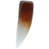 10x35mm Natural Banded Agate CLAW, TALON Pendant/Focal Bead