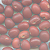 15mm Natural Dark Red MESCAL BEANS (Undrilled)