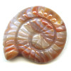 36x44mm Natural Agate NAUTILUS / SNAIL SHELL Pendant/Focal Bead