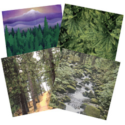 Paper Pizazz® 11¾ x 12 *Forest Scenes* Patterned SCRAPBOOK PAPER Assortment