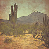 Scrap Your Trip® 12x12 *Southwest Cactus* Printed SCRAPBOOK PAPER
