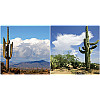 Scrap Your Trip® 12x12 *Desert Cactus* Companion SCRAPBOOK PAPER Set